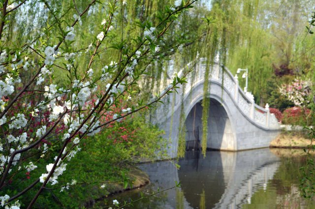 Bridge and blossom 2