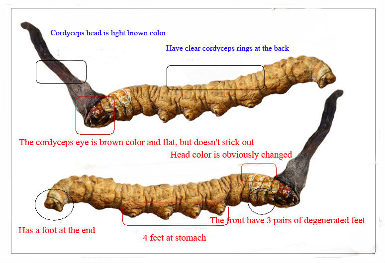 cordyceps sinensis351